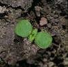 8-denní rostlina - Děložní listy: oválně okrouhlé s oušky na bázi čepele, velké, celokrajné, řapíkaté s okrouhlou mírně prohnutou špičkou