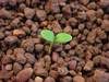 10-denní rostlina - Děložní listy: oválné, lžičkovitě zaoblené, velké, lesklé, krátce řapíkaté, u báze špičatě zúžené