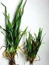 Příznak napadení virem zakrslosti pšenice a zdravá rostlina