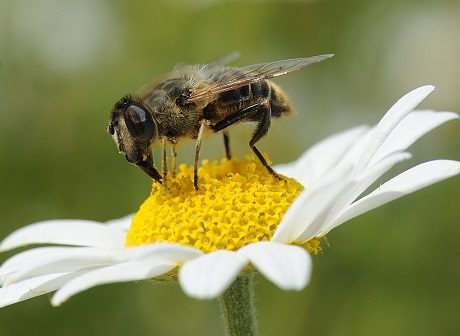 pollinator on flower syngenta 