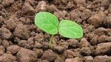 bazanka_rocni syngenta 