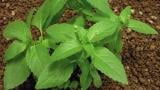 bazanka_rocni syngenta 