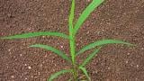 ber_zeleny syngenta 