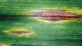 branicnatka_plevova syngenta 