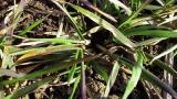 branicnatka_psenicna syngenta 