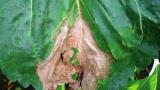 cervenohneda_skvrnitost_slunecnice syngenta 