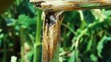 cervenohneda_skvrnitost_slunecnice syngenta 