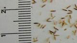 chundelka_metlice syngenta 