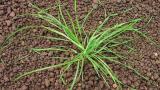chundelka_metlice syngenta 