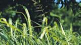 cirok_obecny syngenta 