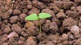drchnicka_rolni syngenta 