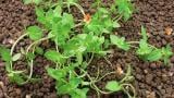 drchnicka_rolni syngenta 