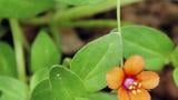drchnicka_rolni syngenta 