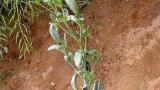 fytoplazmy syngenta 