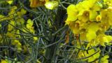 fytoplazmy syngenta 