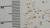 hermanek_pravy syngenta 
