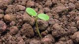 hluchavka_nachova syngenta 