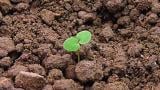 hluchavka objimava syngenta