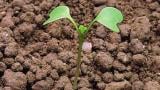 horcice_rolni syngenta 