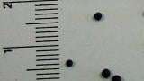 horcice_rolni_2 syngenta 