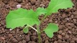 horcice_rolni syngenta 