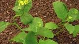 horcice_rolni syngenta 
