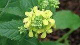 horcice_rolni syngenta 