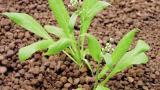 kokoska_pastusi_tobolka syngenta 