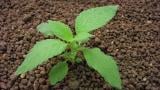 konopice_polni  syngenta 
