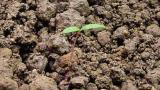 laskavec_ohnuty syngenta 