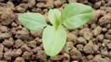 laskavec_ohnuty syngenta 