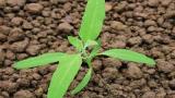 lebeda_rozkladita syngenta 