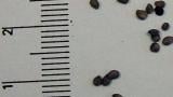 lilek_cerny syngenta 