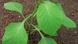 lilek_cerny syngenta 