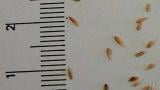 lipnice_rocni syngenta 