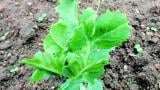 listopasi syngenta 
