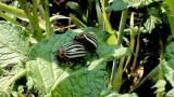 mandelinka bramborova syngenta