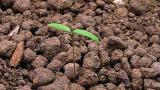 merlik_bily syngenta 