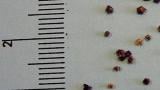 merlik_bily syngenta 