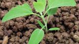 merlik_bily syngenta 