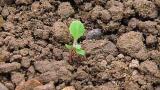 mlec_rolni syngenta 