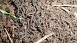muchnice zahradni syngenta