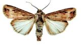 osenice ypsilonova syngenta 