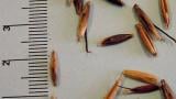 oves_hluchy syngenta 