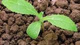 pchac_rolni syngenta 