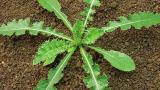 pchac rolni syngenta