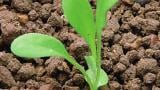 pomnenka_rolni syngenta 