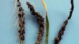 prasna_snet_jecna syngenta 