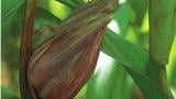prasna_vrcholova_snet syngenta 