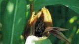 prasna_vrcholova_snet syngenta 
